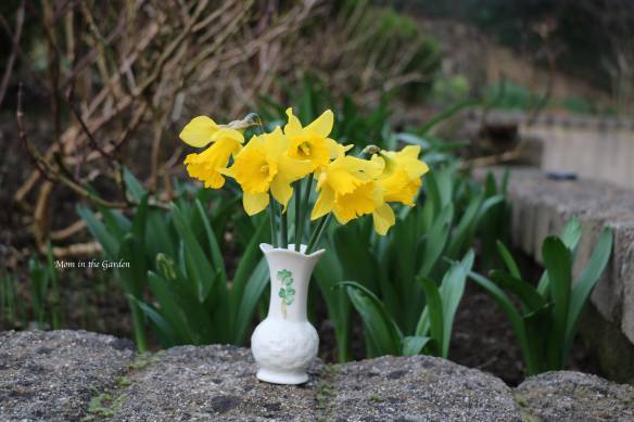 Daffodils in an Irish made Belleek vase