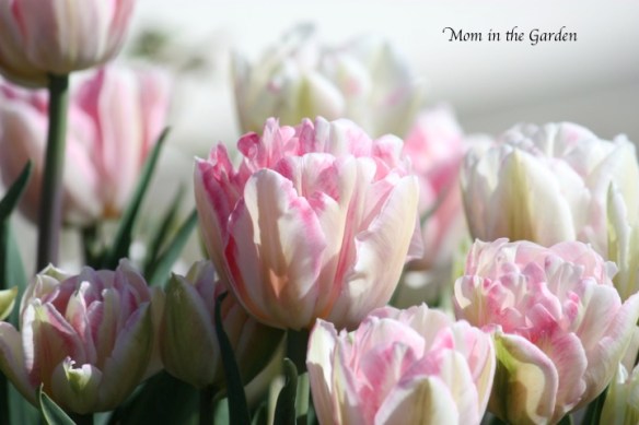 Foxtrot Tulips, in my garden