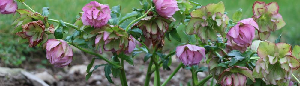 Hellebore plant Frilly Isabelle