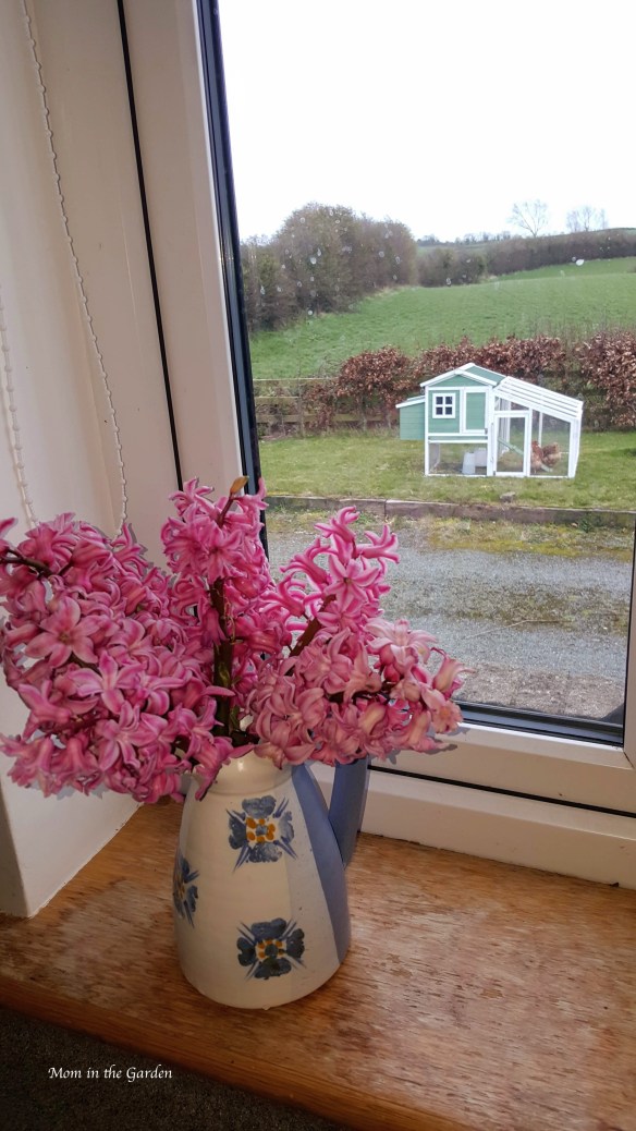 view of chickens from kitchen window