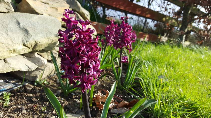 Hyacinth