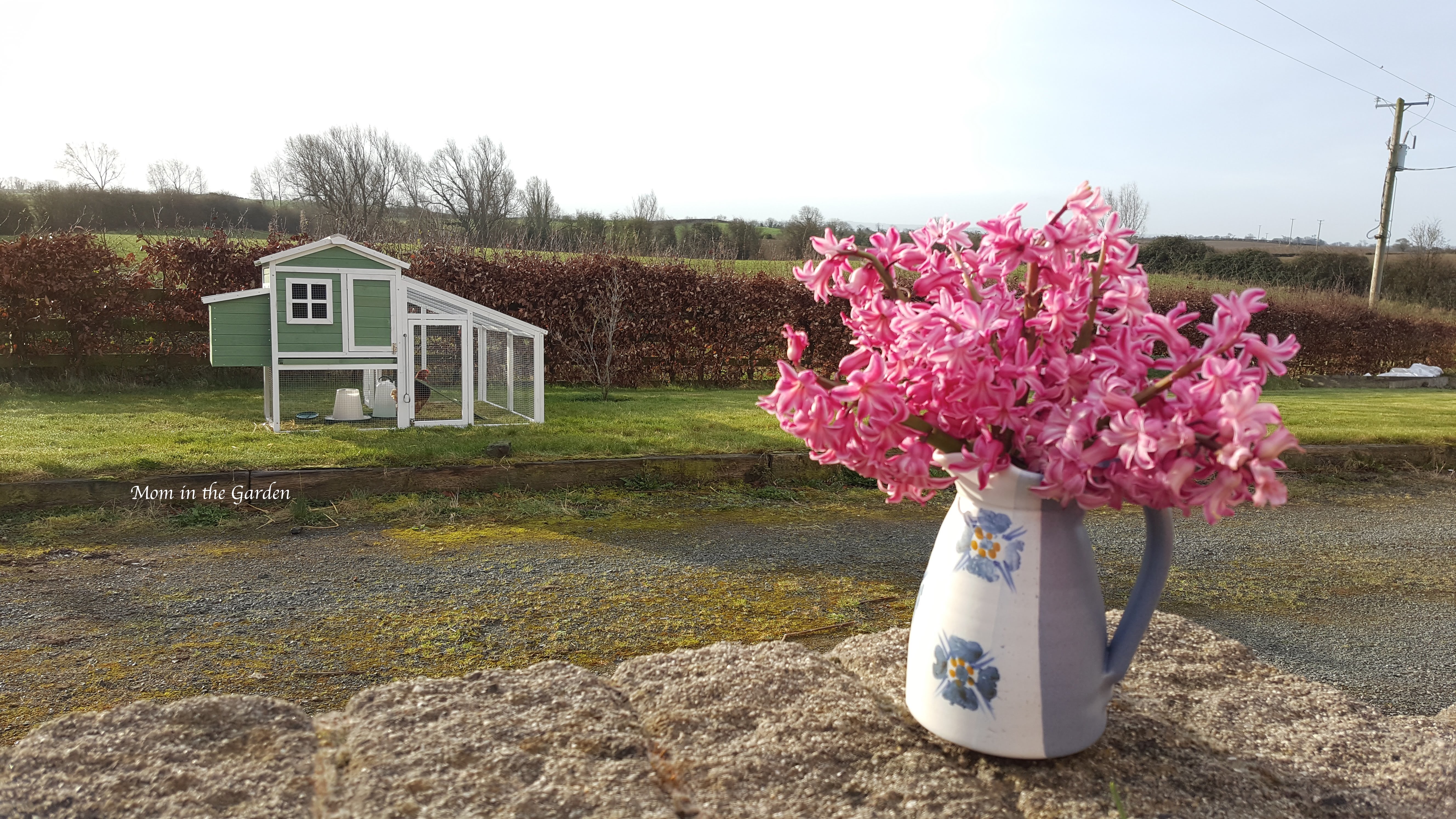 pink hyacinth in a jug with chicken house in the background