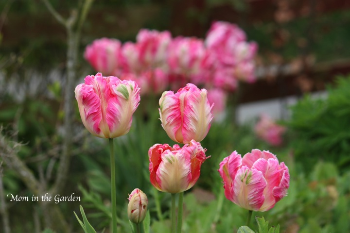 Parrot tulips, in my garden