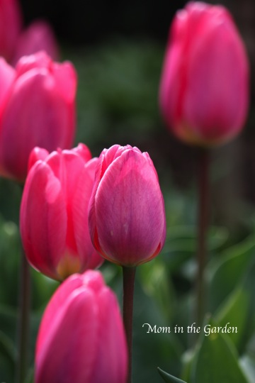 Pink Purple Tulips Douglas Bader