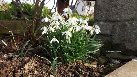 open snowdrops