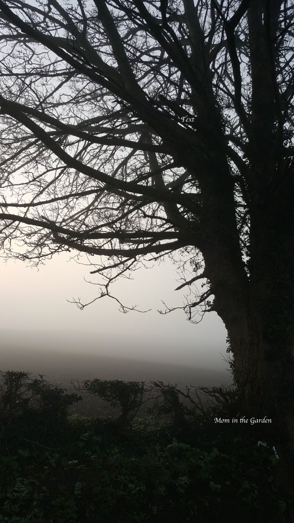 tree in fog