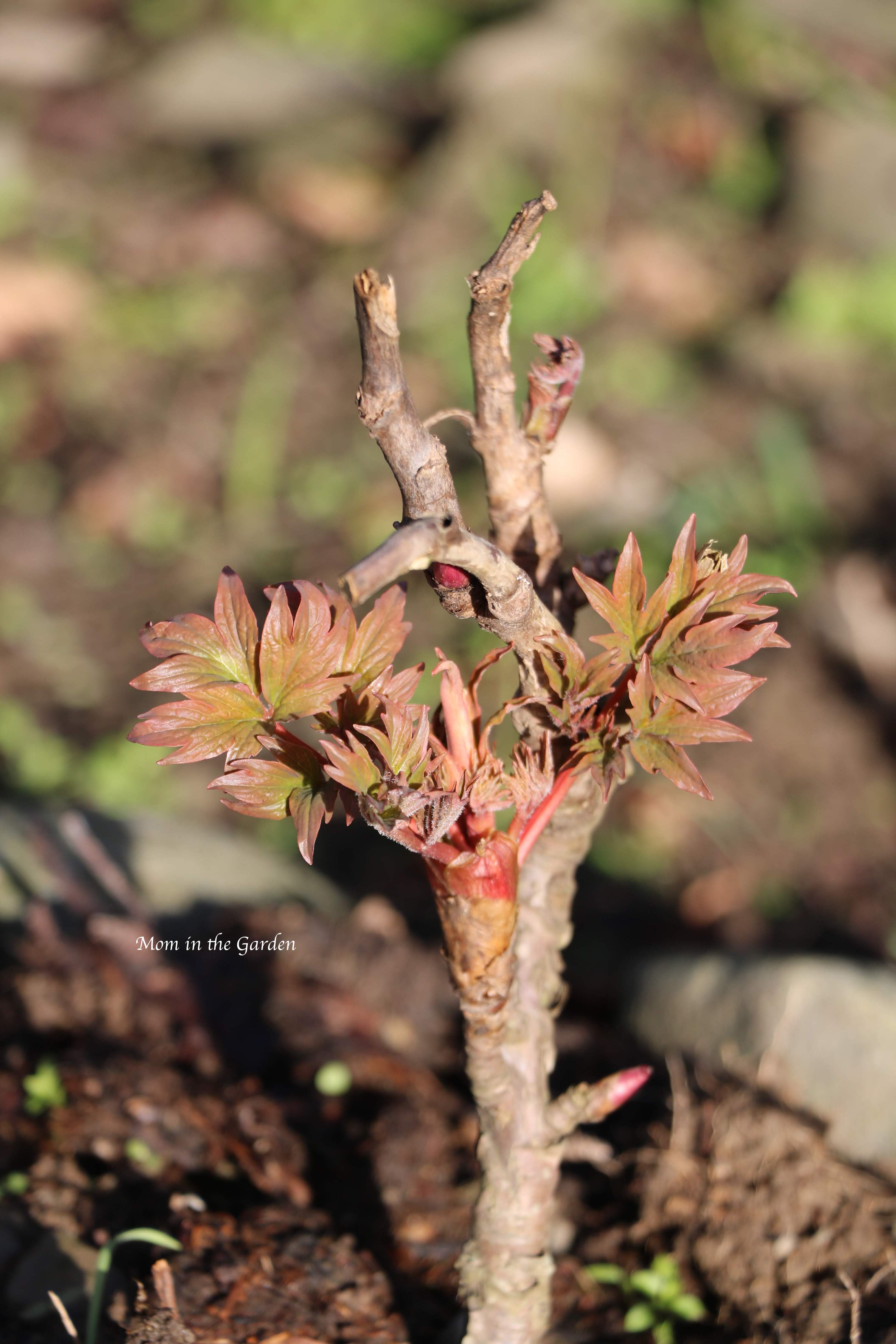 tree peony showing signs of life