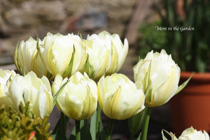 white Tulips from The Bay Garden
