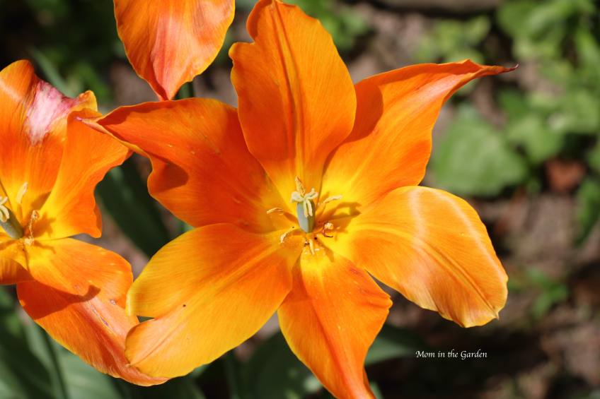 Ballerina tulip fully open