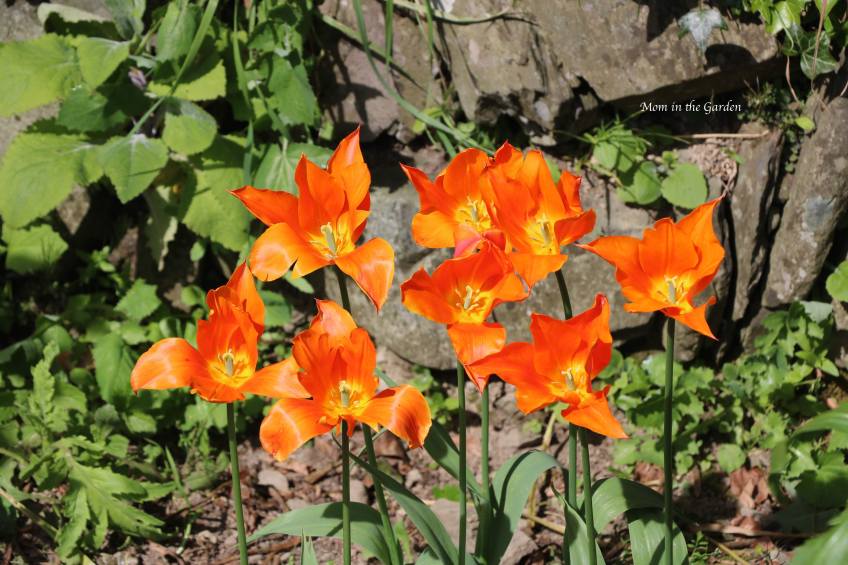 Ballerina tulips open in May
