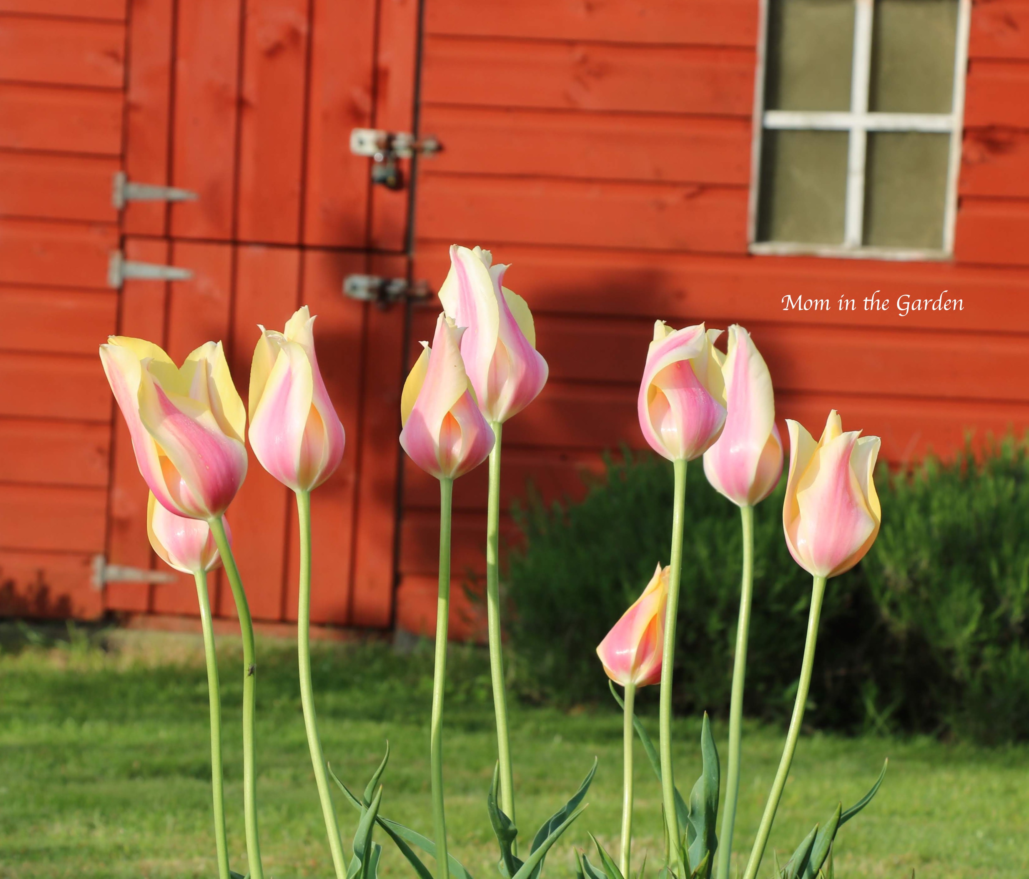 Blushing Lady tulips