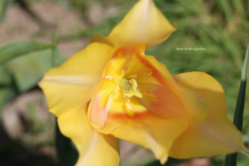 Blushing lady tulip