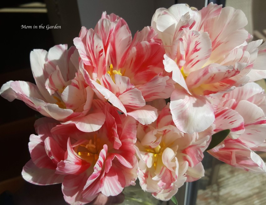 Double Angelique tulips