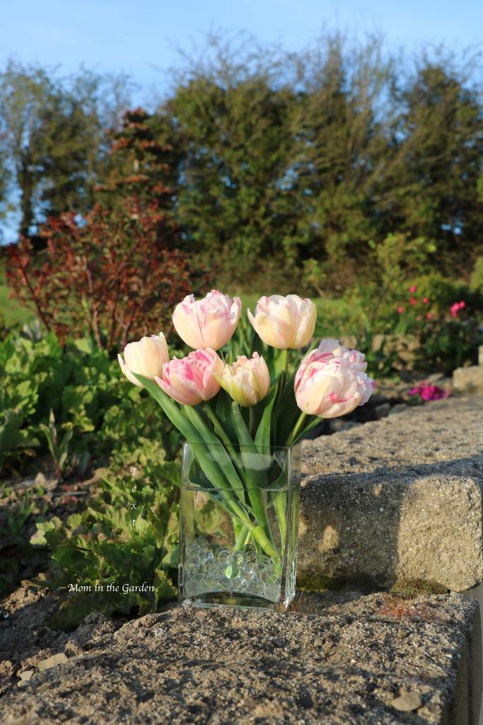 Double late Angelique tulip