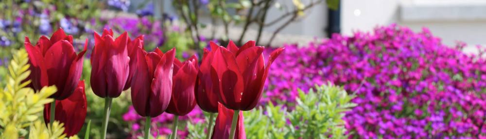 Merlot tulips + aubrietia