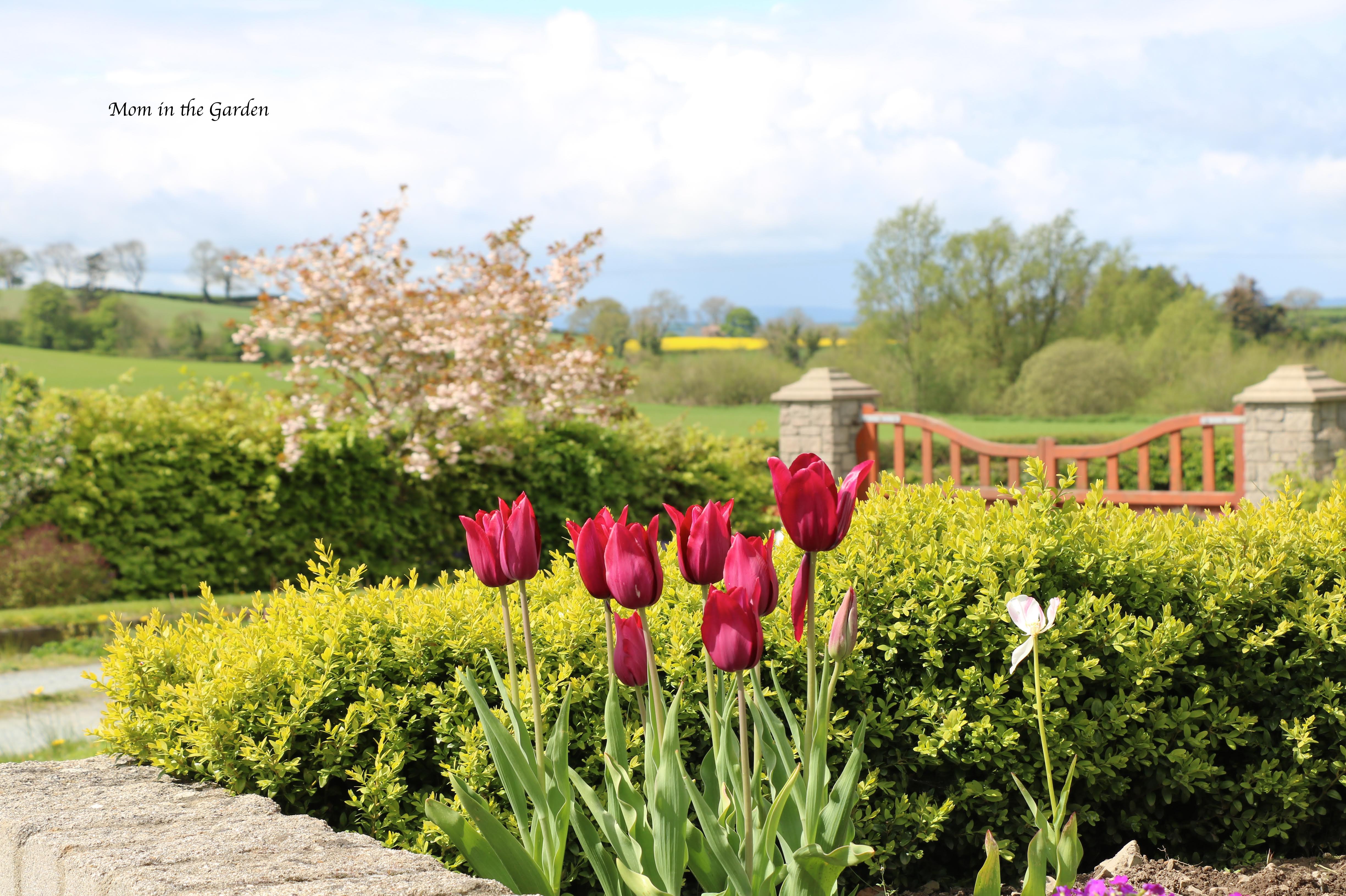 Merlot tulips + cherry tree
