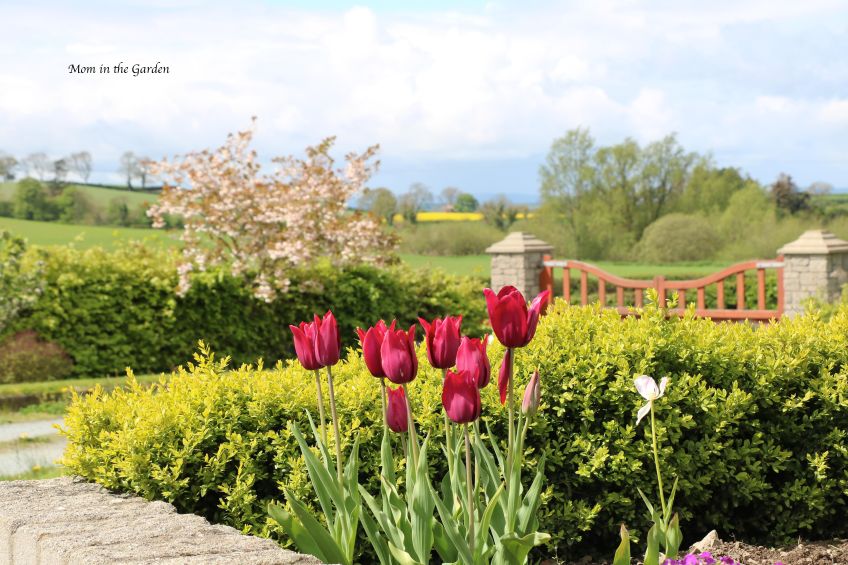 Merlot tulips + cherry tree