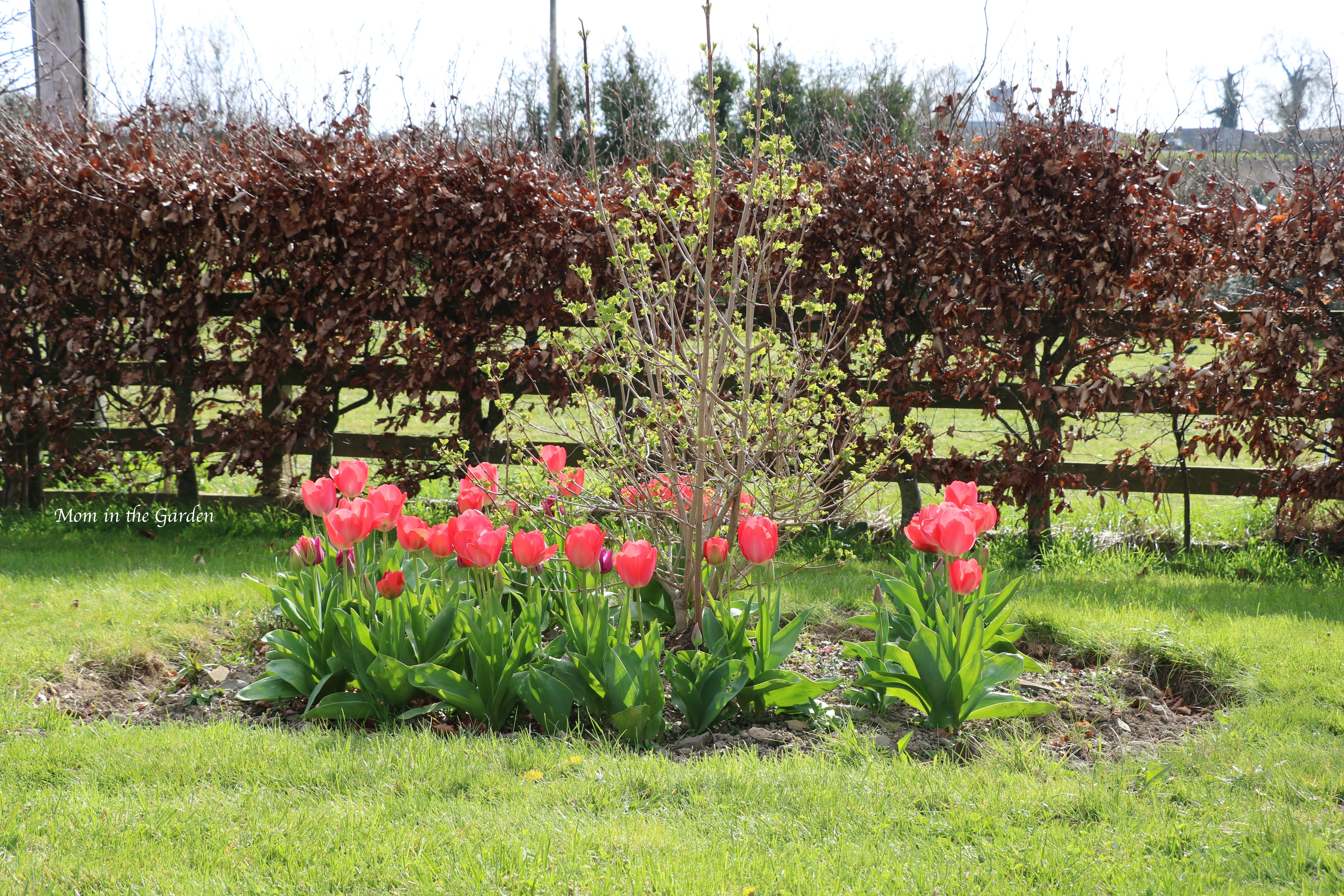 Viburnum surrounded by Mystic van Eijk (the large tulips) and Don Quichotte (the small purple tulips)