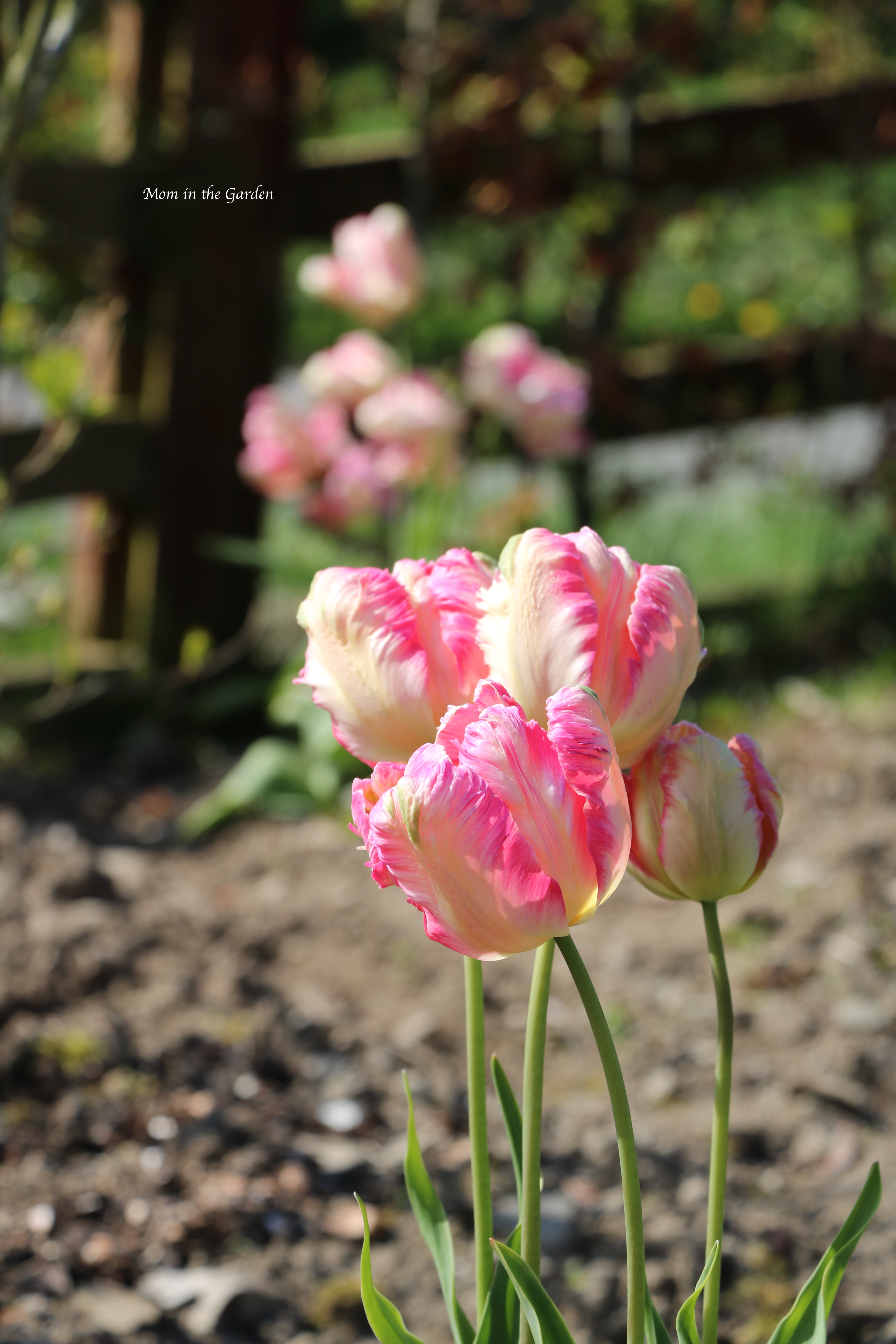 parrot tulips