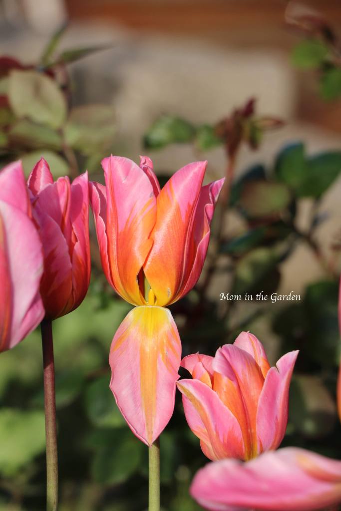 Princess tulips April 27