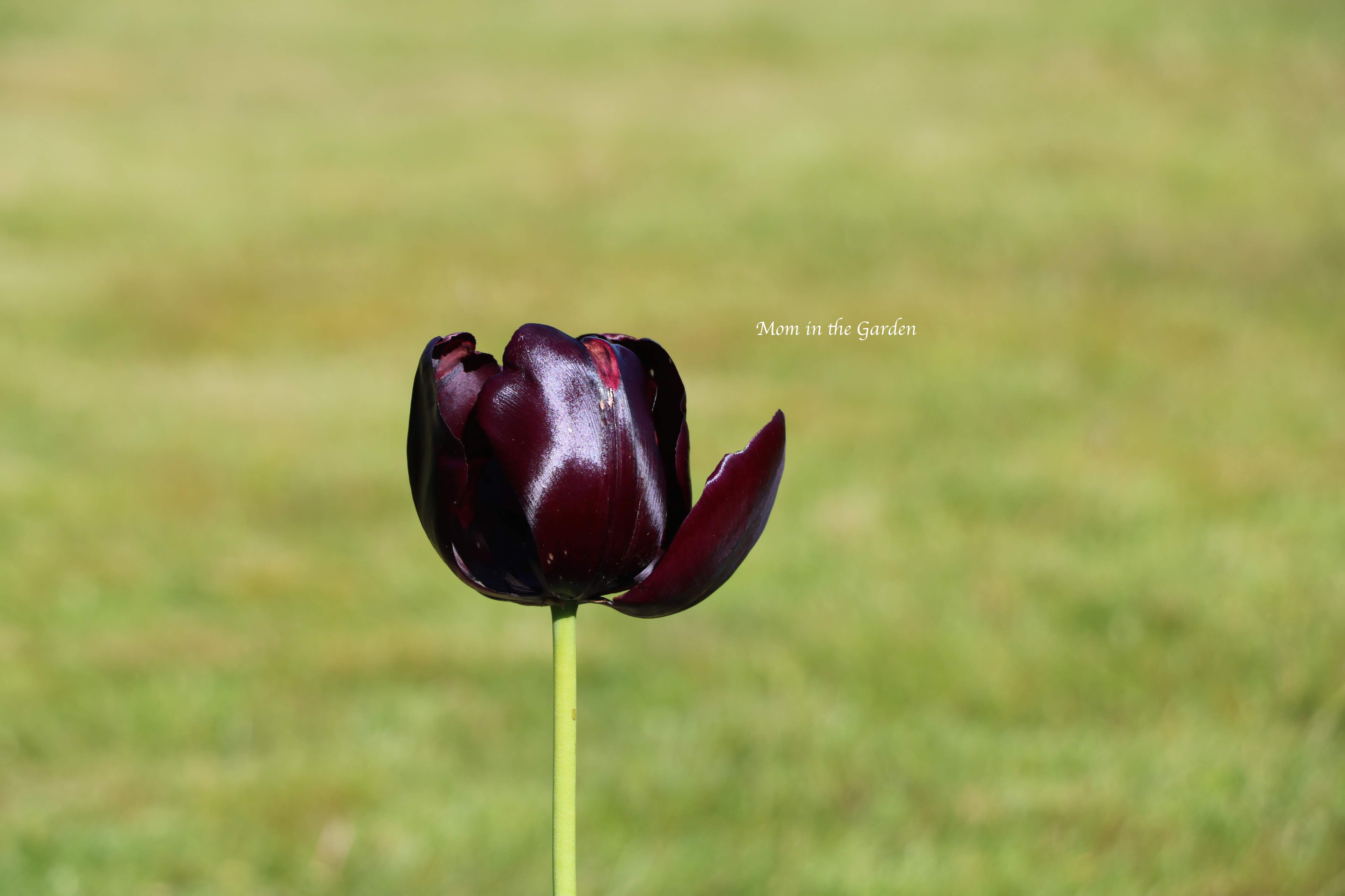 'Queen of the night' Tulip