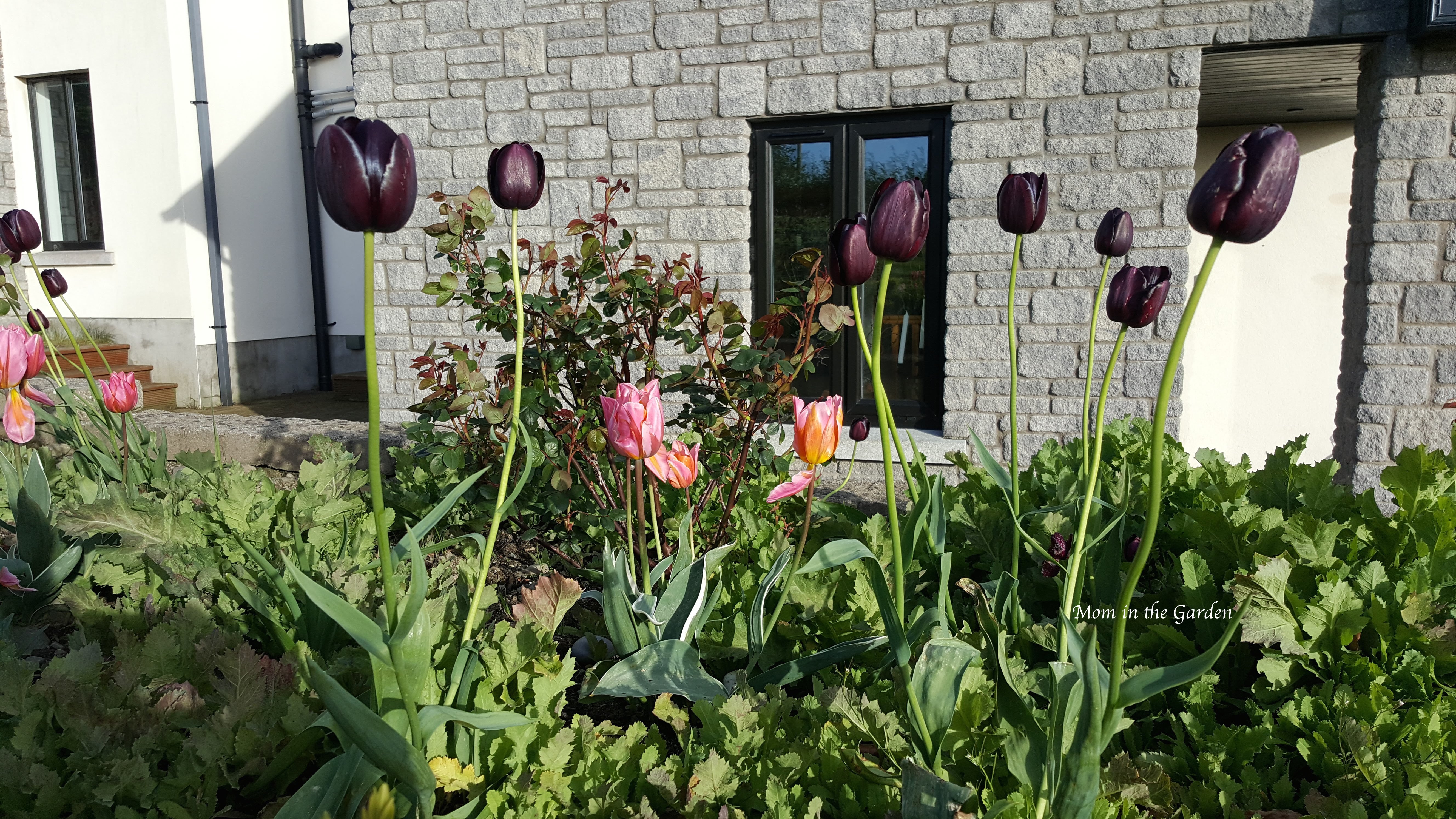 Queen of the Night tulips + Princess Tulips