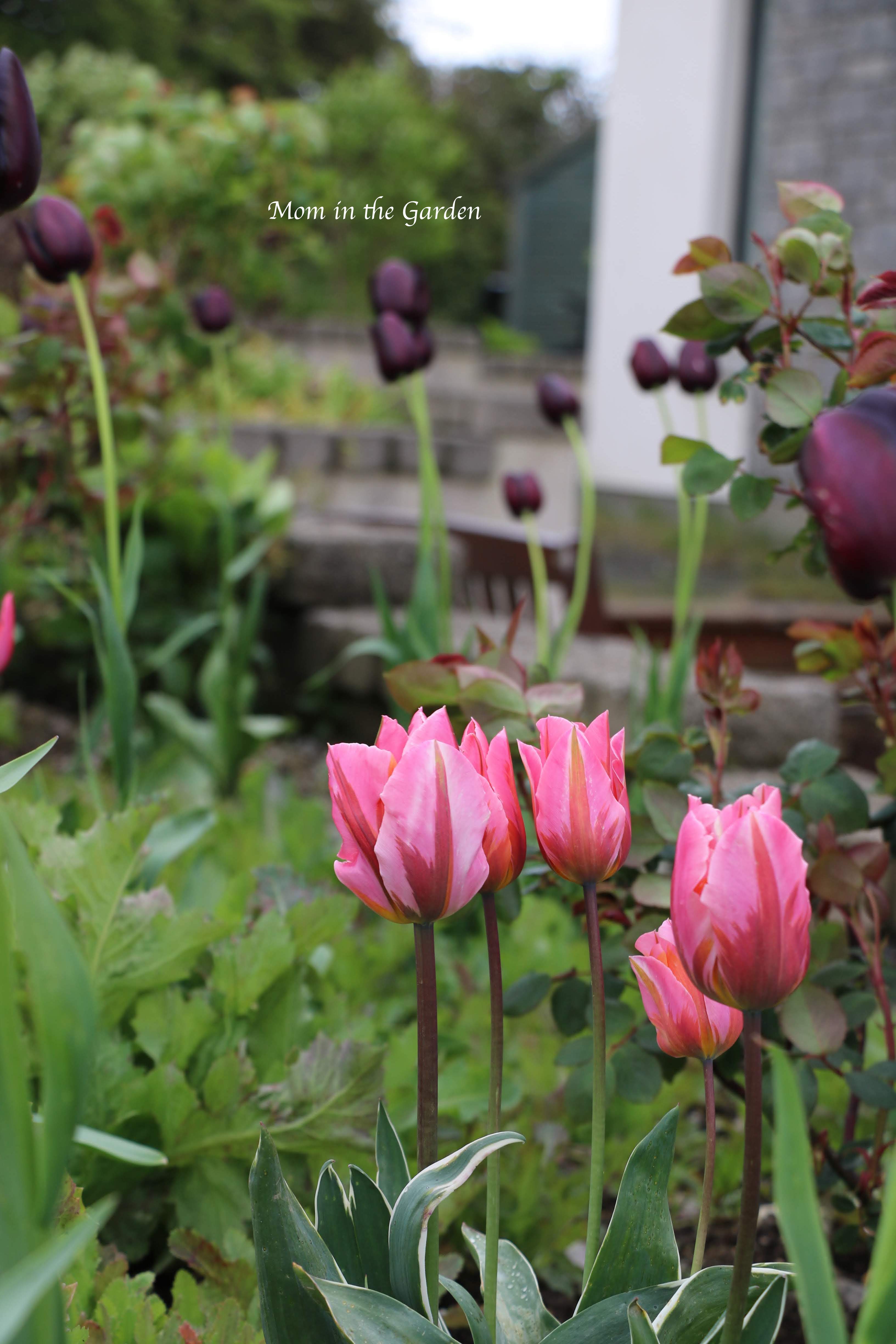 Princess tulips + Queen of the Night tulips
