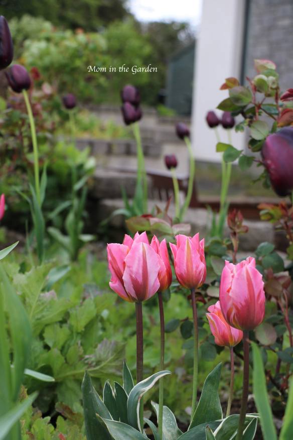 Princess tulips + Queen of the Night tulips