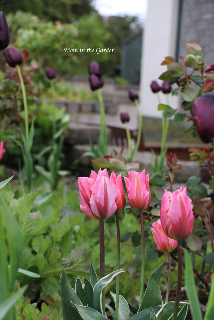 Princess tulips + Queen of the Night tulips