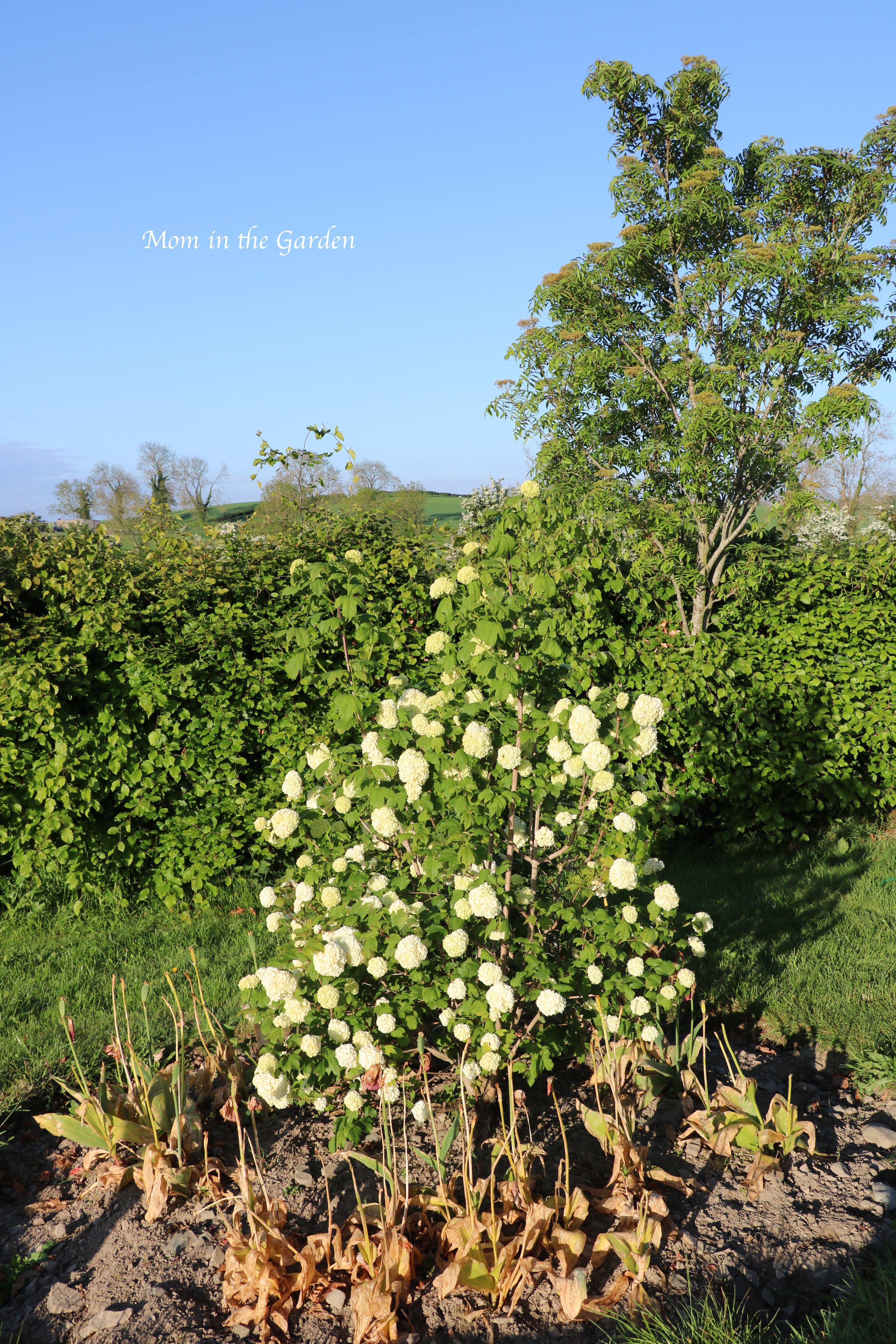 Viburnum opulus 'Roseum'