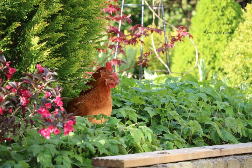 2 chickens in Japanese Maple tree bed