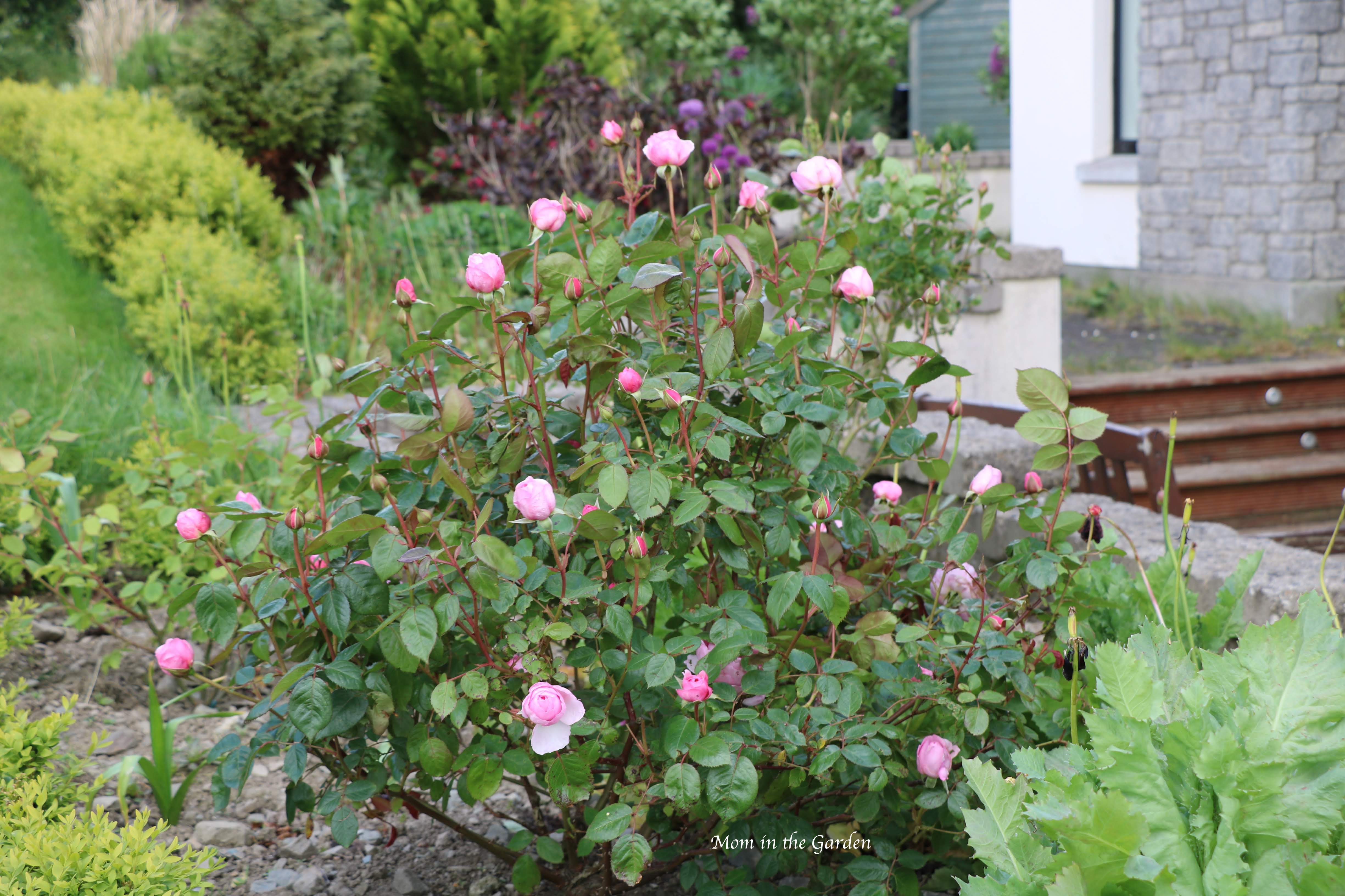 David Austin roses light pink