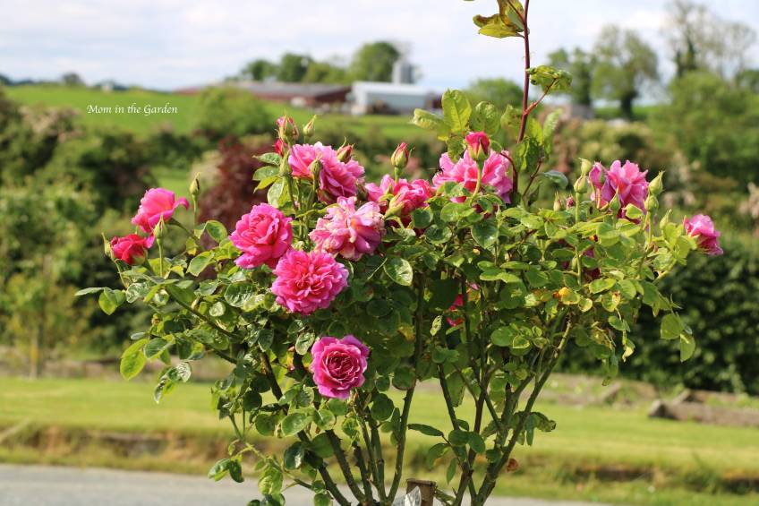 David Austin Standard Tree Rose Princess Anne