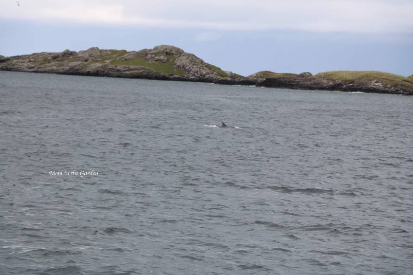 dolphin fin in Killary harbor