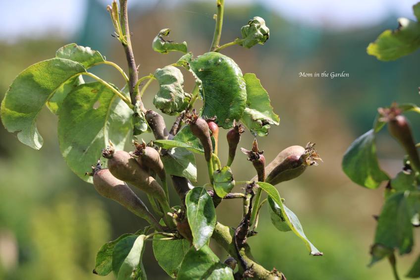 early stage pears
