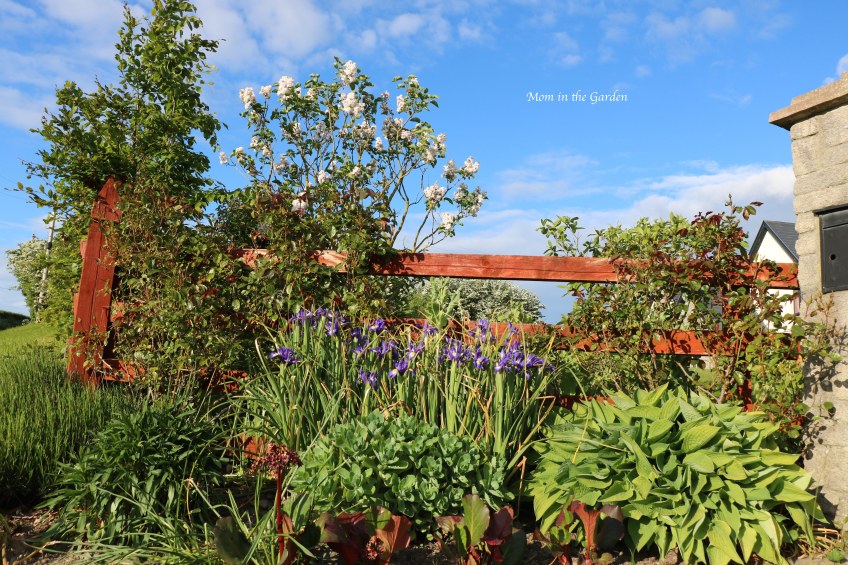 flower bed of iris, hosta, sedum
