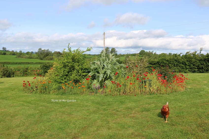 Rainbow garden with one chicken