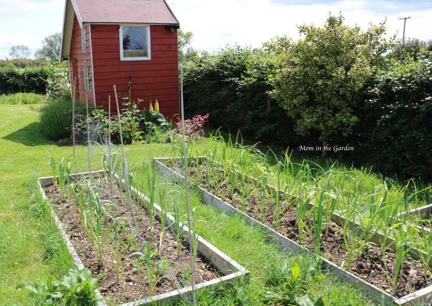 Garlic beds + sweet pea plants