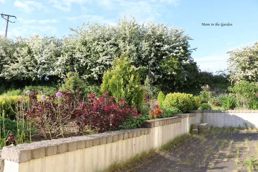 Hawthorn trees + Japanese maple