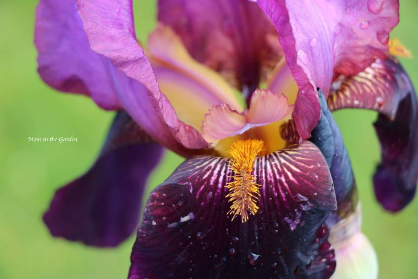 Iris ‘Benton Storrington’