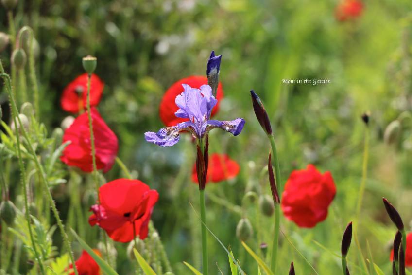 Iris + Poppies