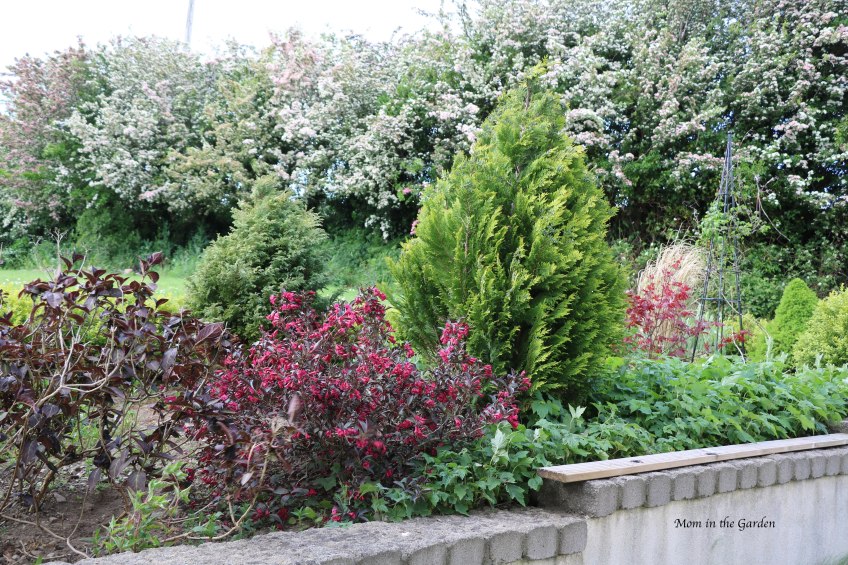 Japanese Maple flower bed + Hawthorn trees in bloom