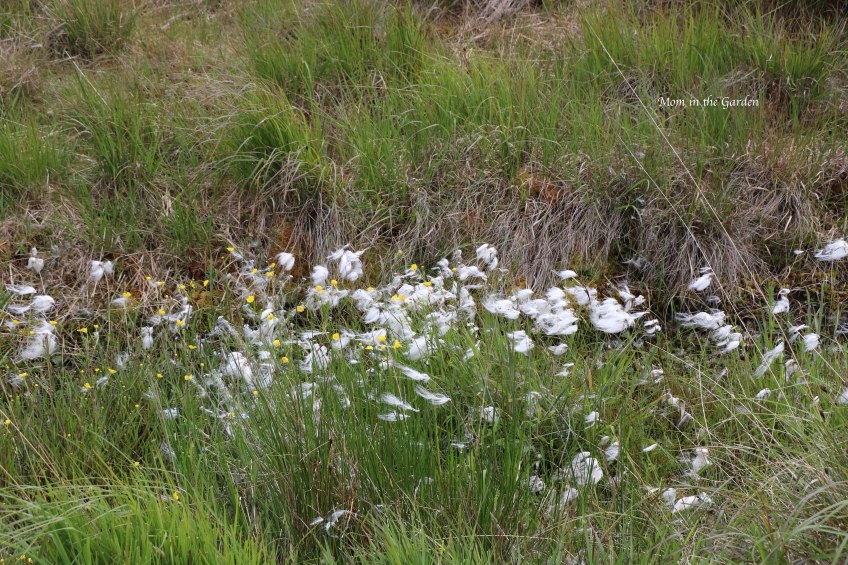 bog cotton