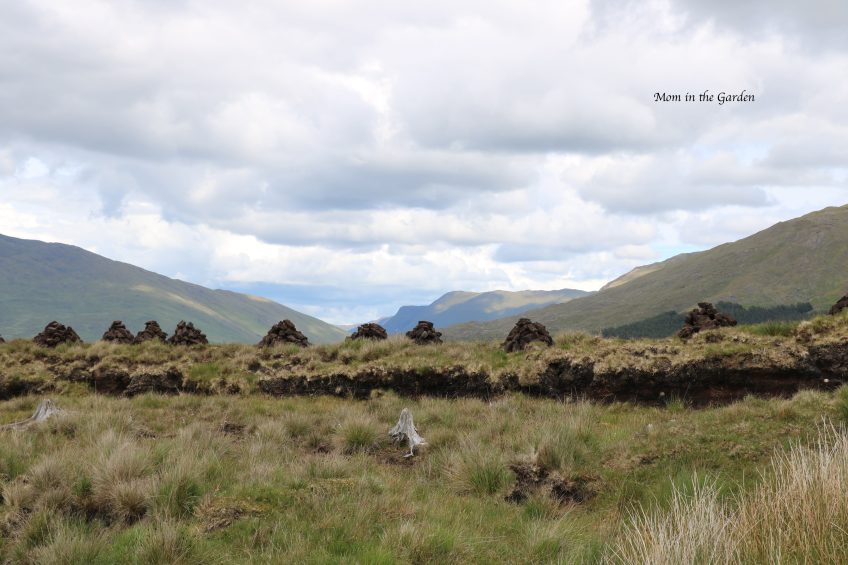 turf drying out in pyramids