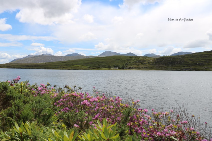 rhododendrons and lake view