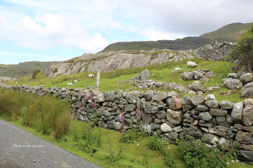 stone wall and sheep