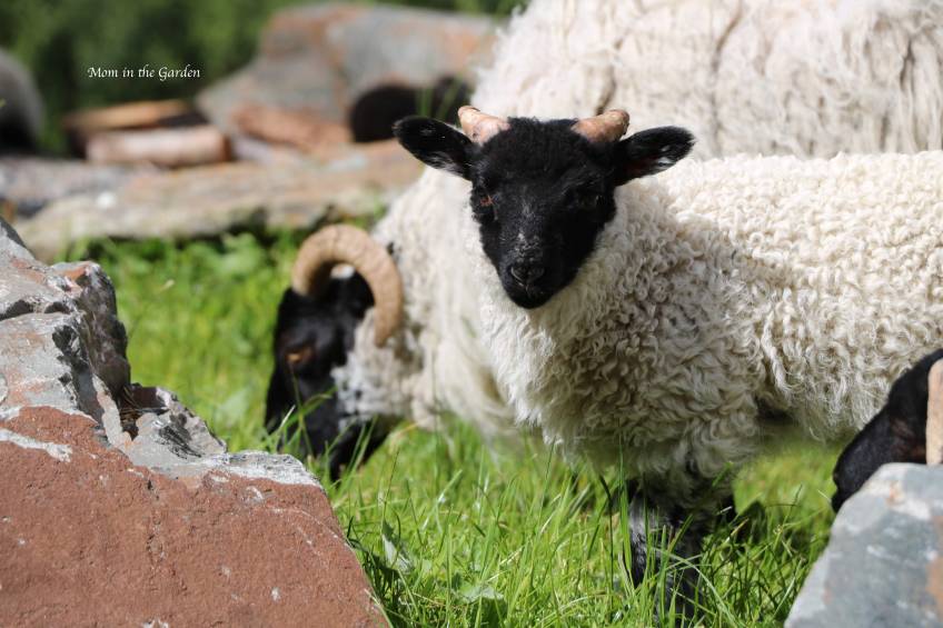 Mayo Blackface Sheep
