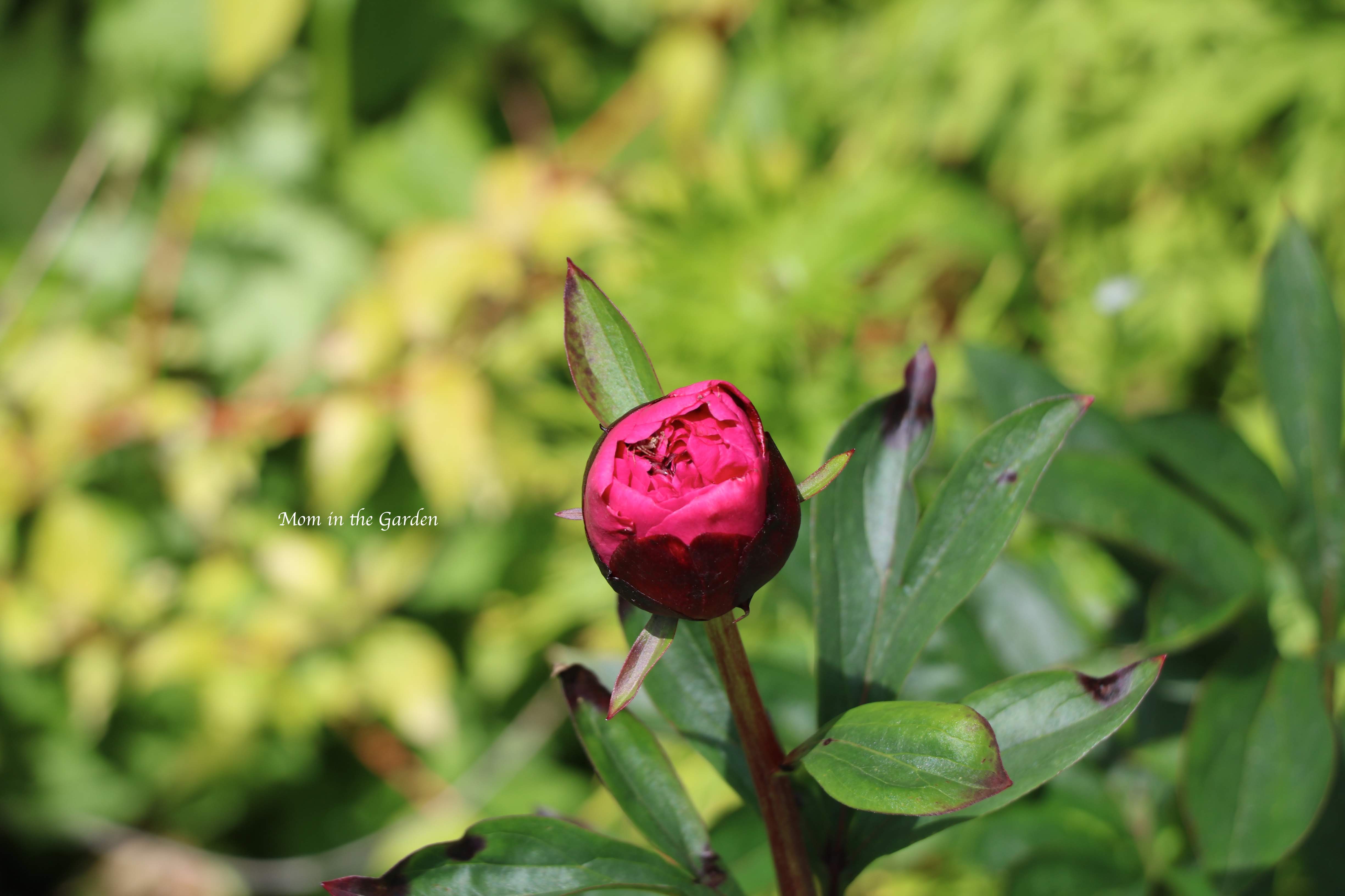 Peony 'Kansas' in bud form