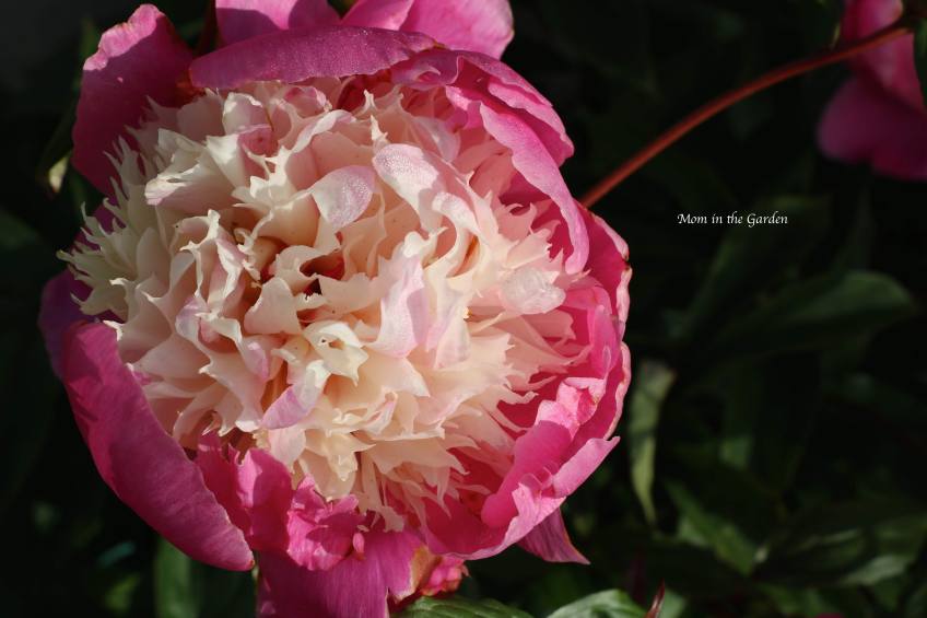 Peony 'Bowl of Beauty'