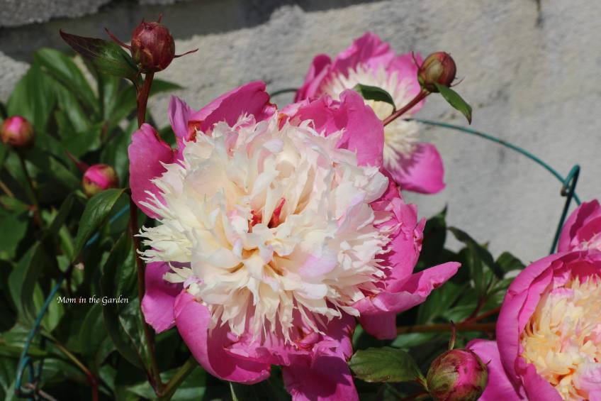 Peony 'Bowl of Beauty'